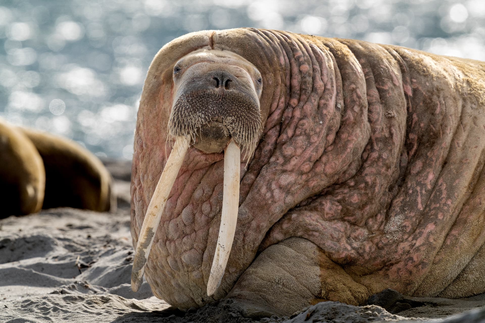 Valross på Svalbard