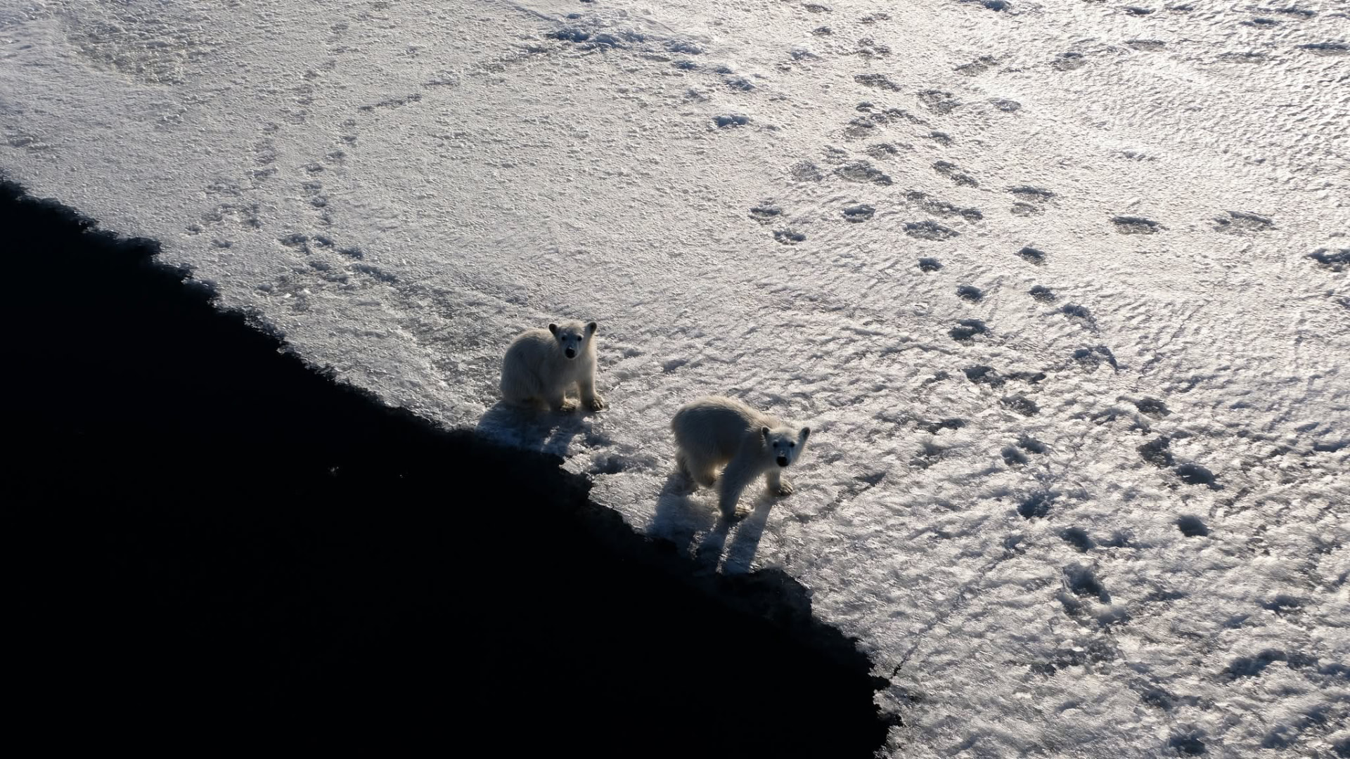Isbjörnar på Svalbard